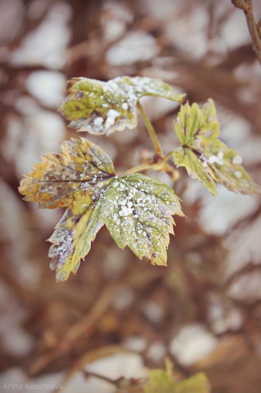 leaves - Arina Kekshoeva