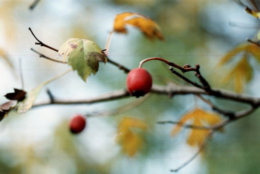 Chisinau - Anastasia GangLiON