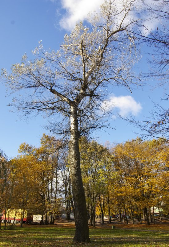 Дерево в центре поляны - vik zhavoronka