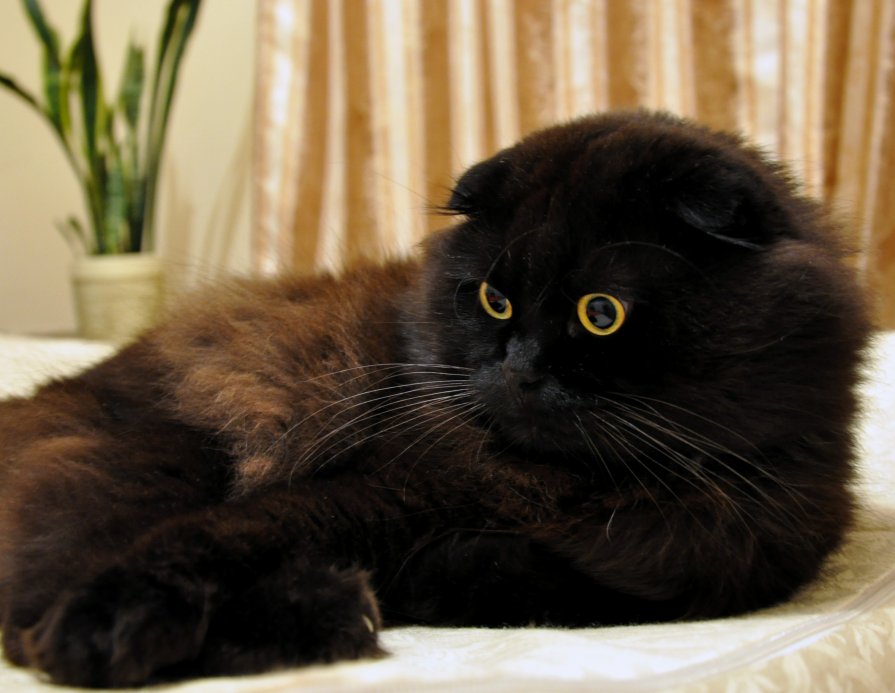 Жил да был черный кот - Юрий Решетар