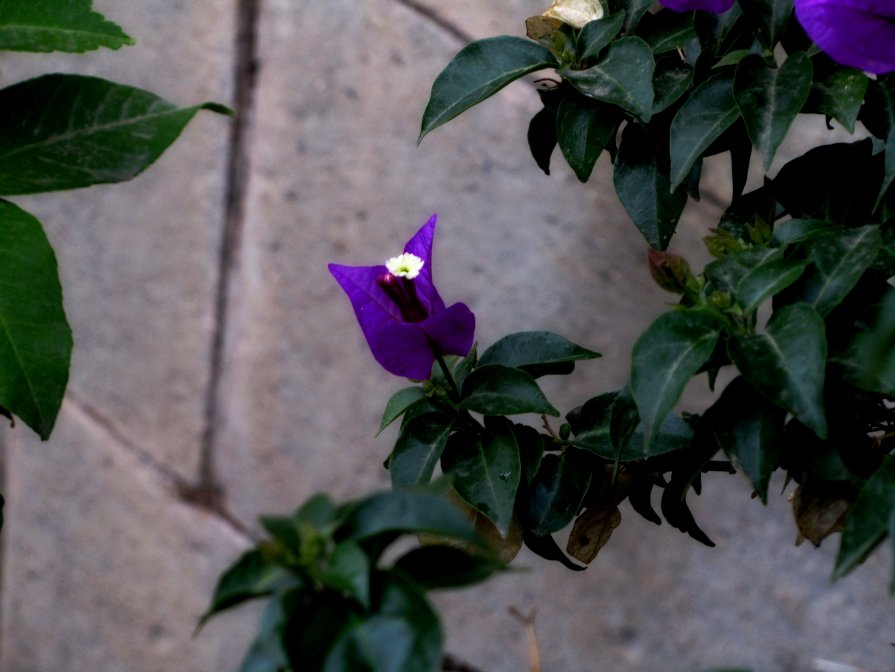 Цветок в испанской деревне - Полина Калинкина