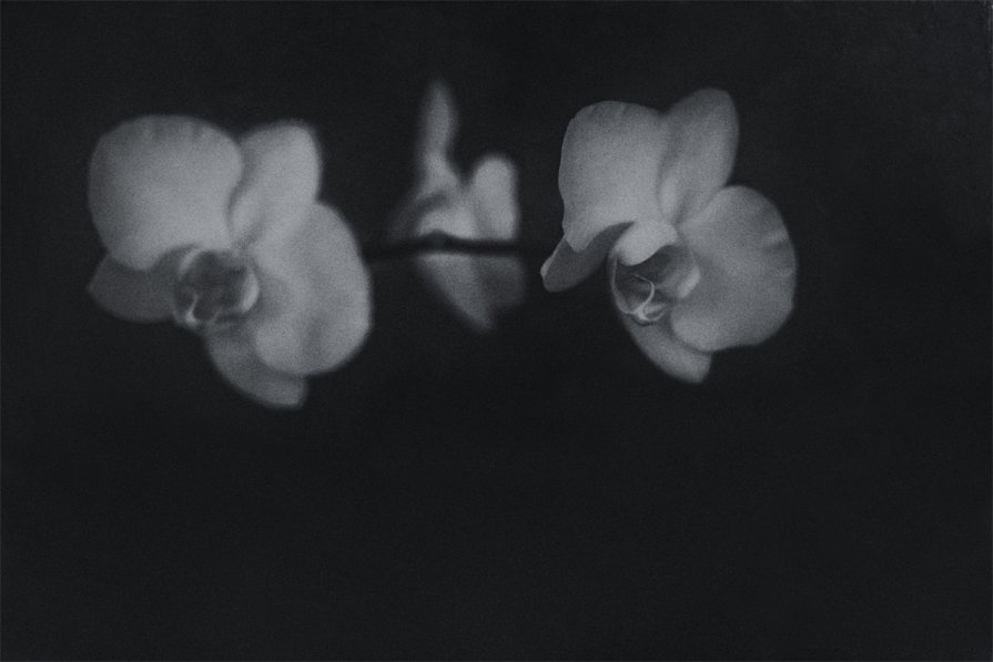 Орхидеи - Наталия Галуза