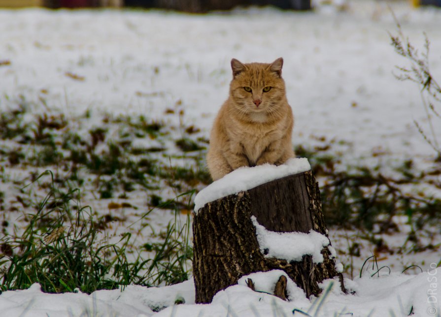 Кошка - Роман Яшкин