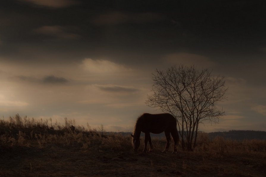 Horses - Алексей Трофимов
