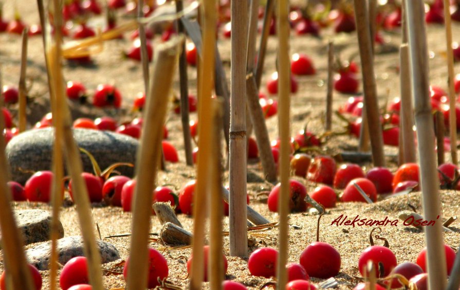 berries on the sand - Alexandra Osen'