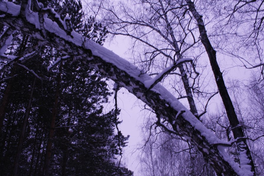 зимний лес - Катарина Ка