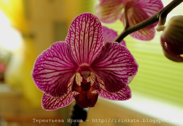 Орхидея - Ирина Терентьева
