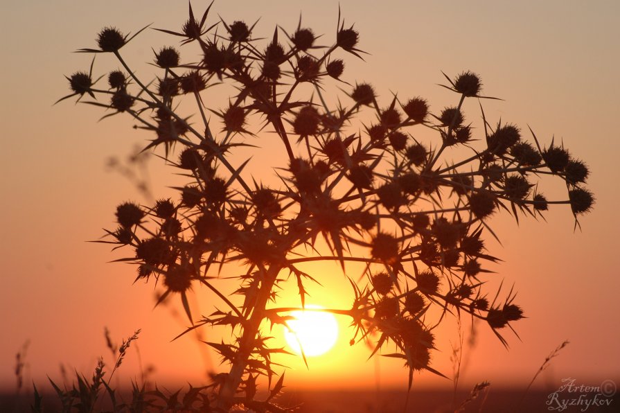 The thorny sunrise. - Artem Ryzhykov