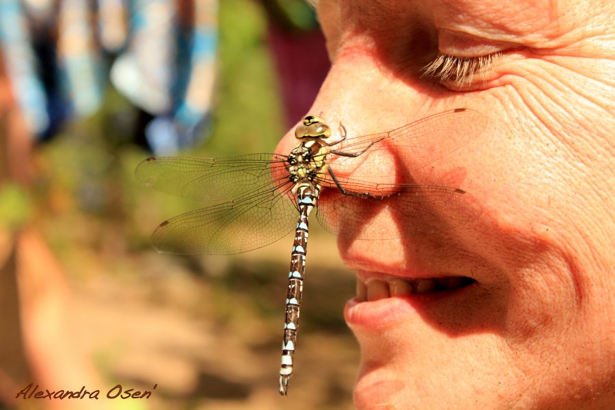 dragonfly - Alexandra Osen'