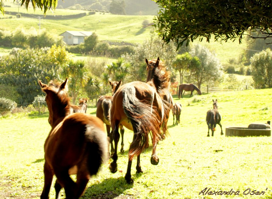 horses run - Alexandra Osen'