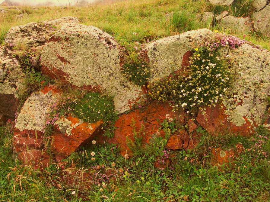 цветы на камне - Мариям Хаджиева