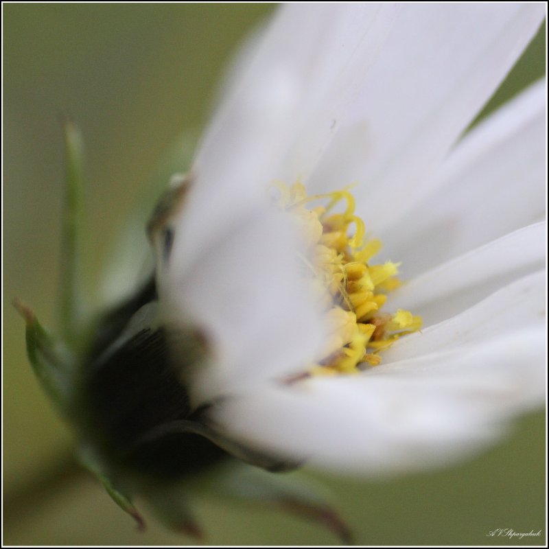 Цветик семицветик - Александр Шпаргалюк