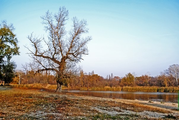 старое дерево - Илона Рукобратская