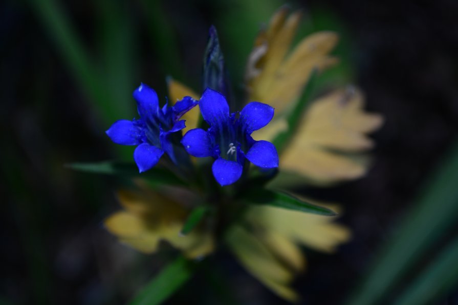 Синенький цветок - Sergey Sklyar