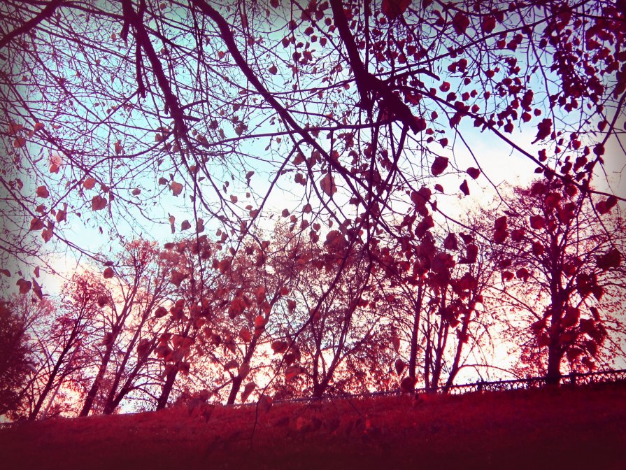 Осенние деревья.. - Emily Rose