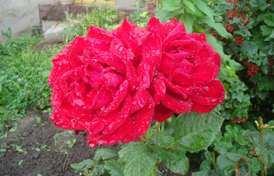 Розы после дождя...... - Людмила Ларькина
