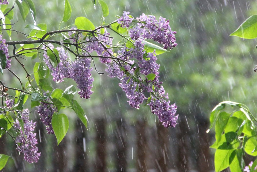 Весенний дождь... - Анастасия Степанова