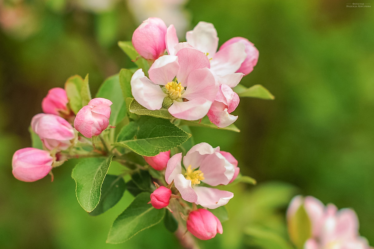 Яблони в цвету,весны творенье... - надежда корсукова