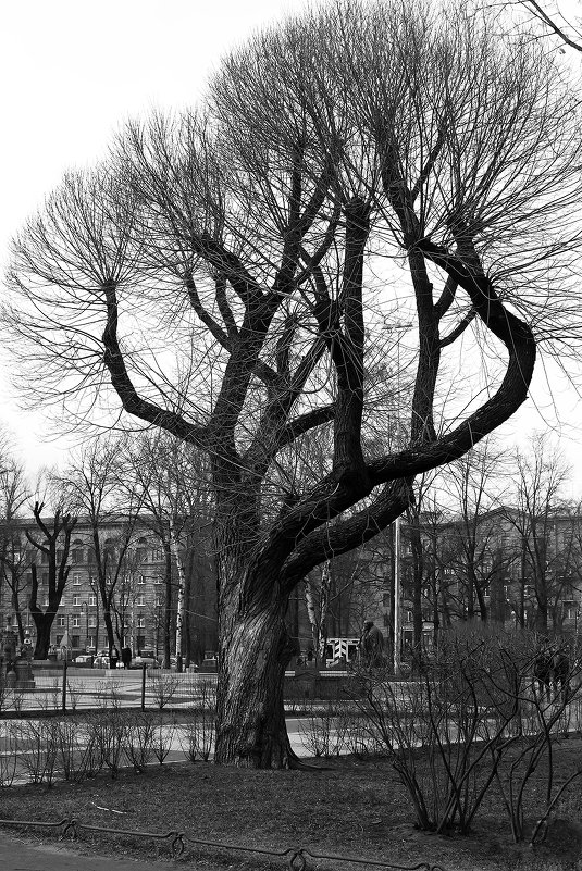 Дерево чб - Valerii Ivanov