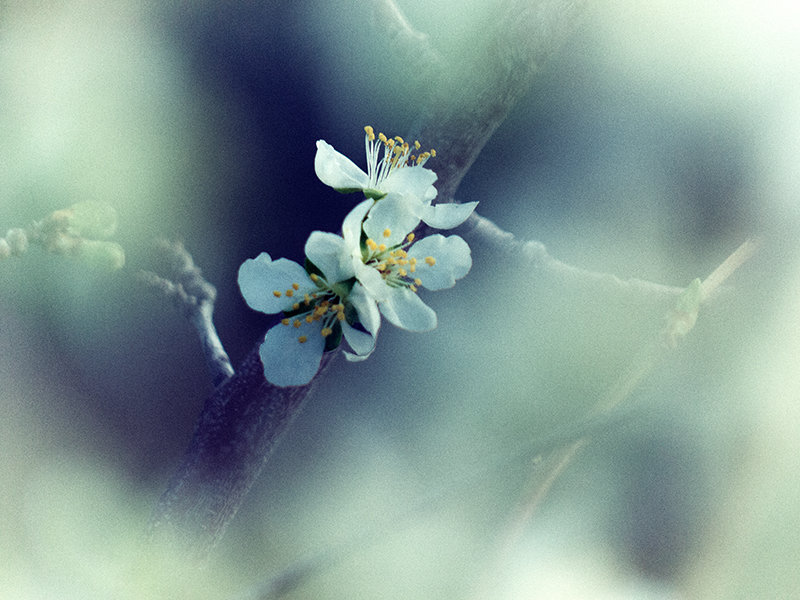 Spring Etude - Karlina *** (Елена К)