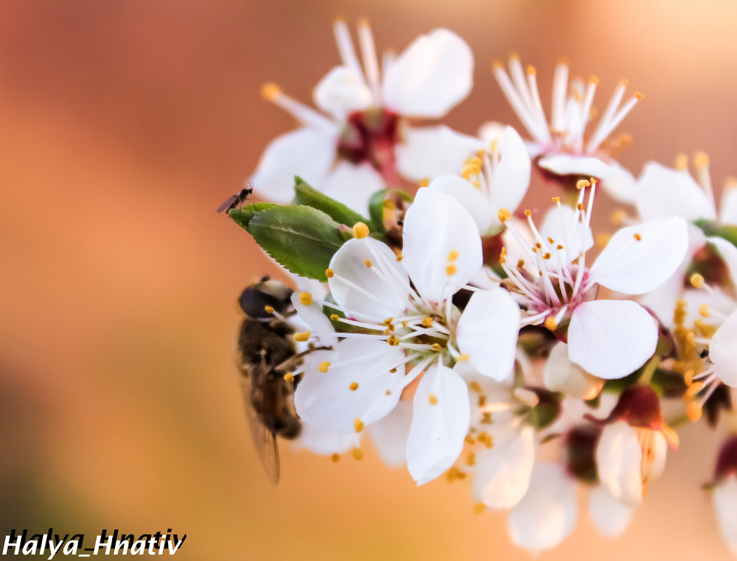 бджілка трудівниця - Halyna Hnativ