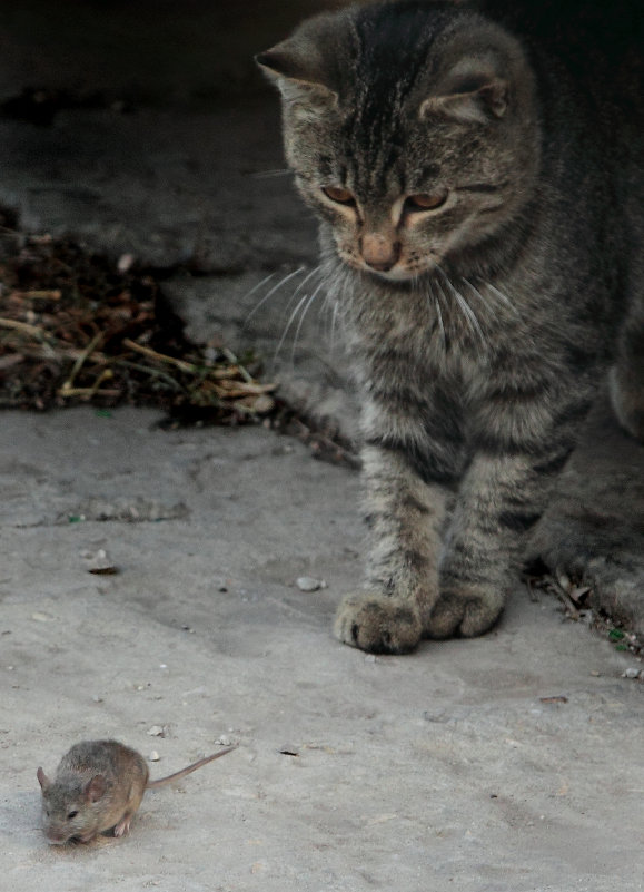 Кошки - мышки - Vladimir Borisov