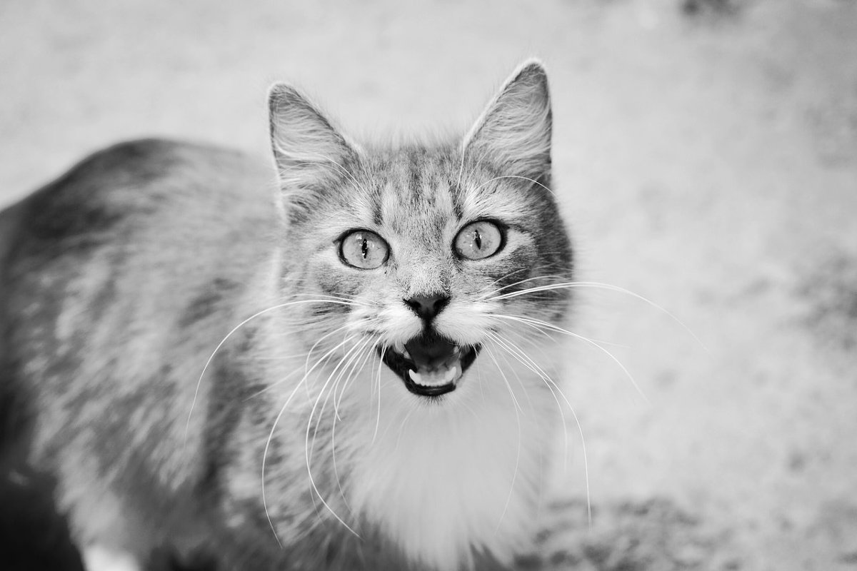 кошка - Аня Титова