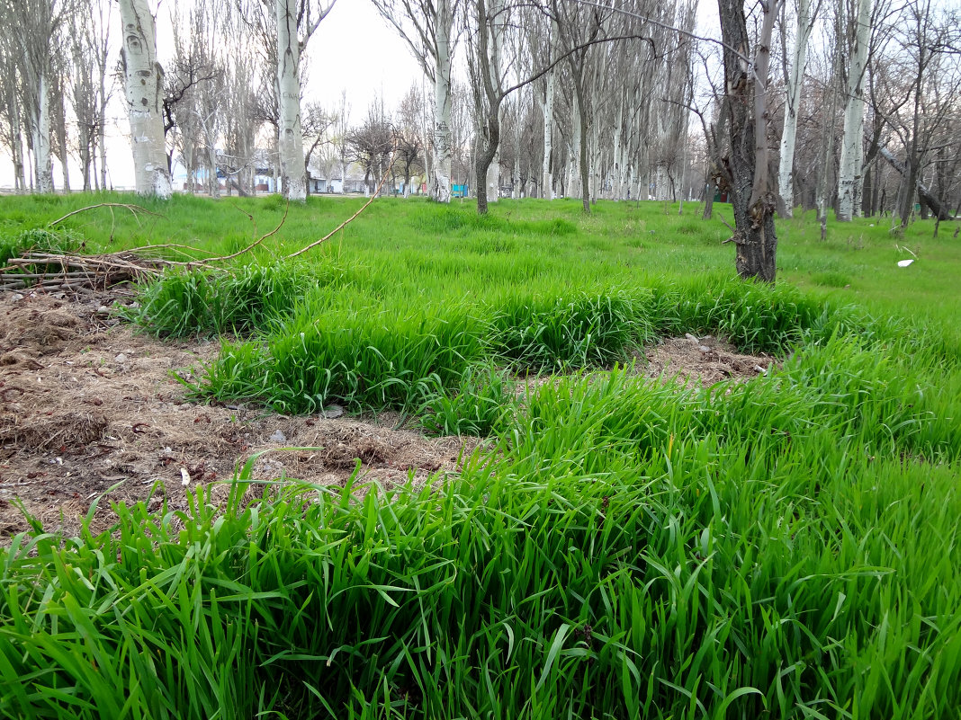 tolle Frühling - Денис/Алина Крылов(а)