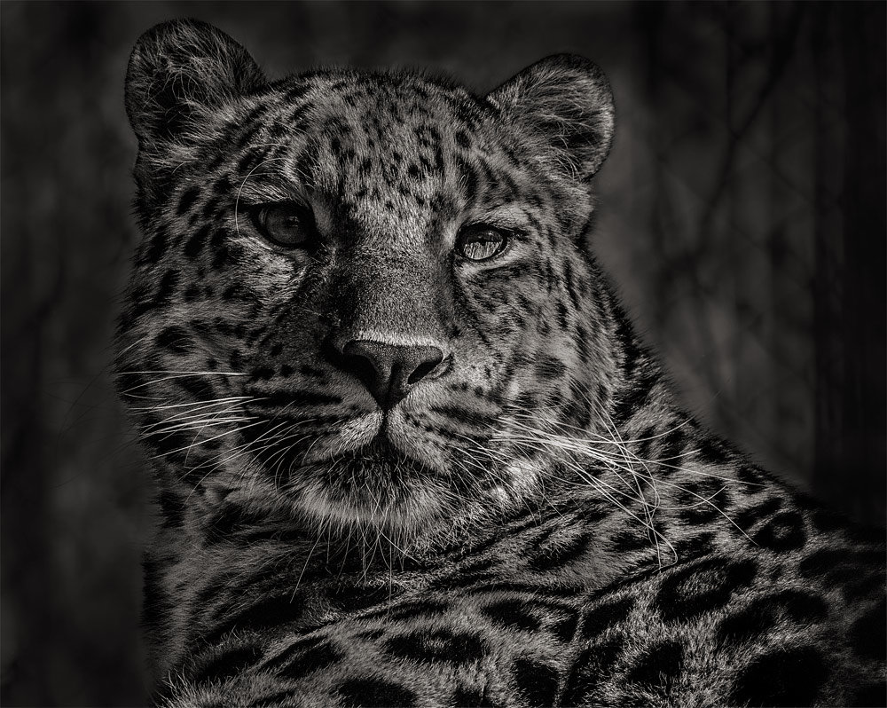Персидский леопард - Nn semonov_nn