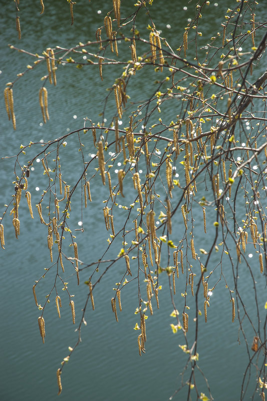 весна-3 - Litana *