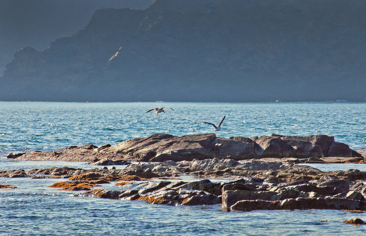 Бухта морской капусты - чайки на ветру - Boris Khershberg