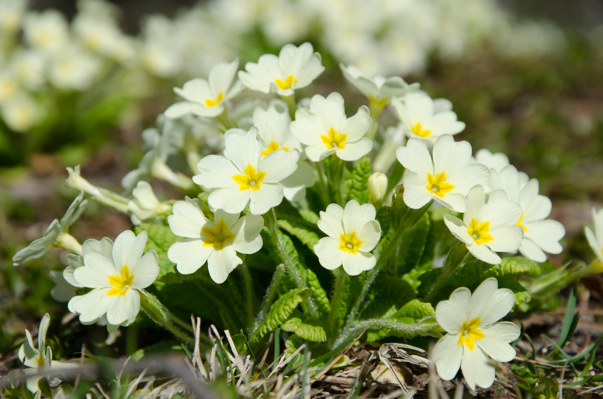 Primula vulgaris - Андрій Мартинюк