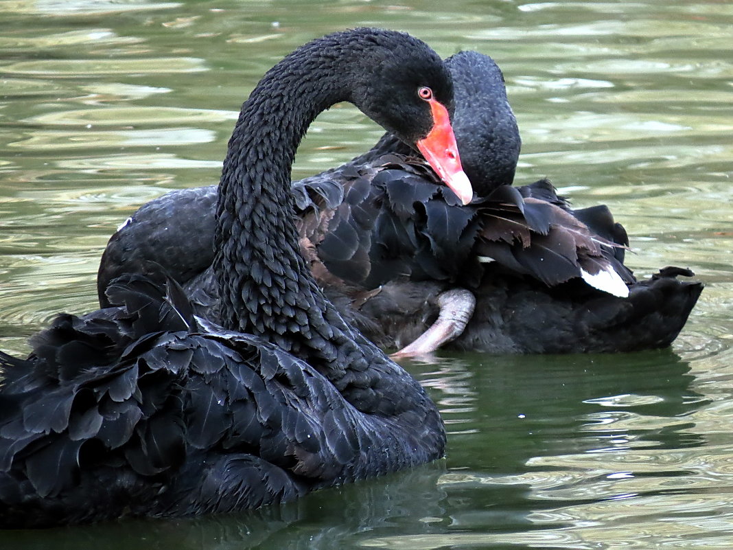Вот пара черных лебедей - Наталья Лакомова
