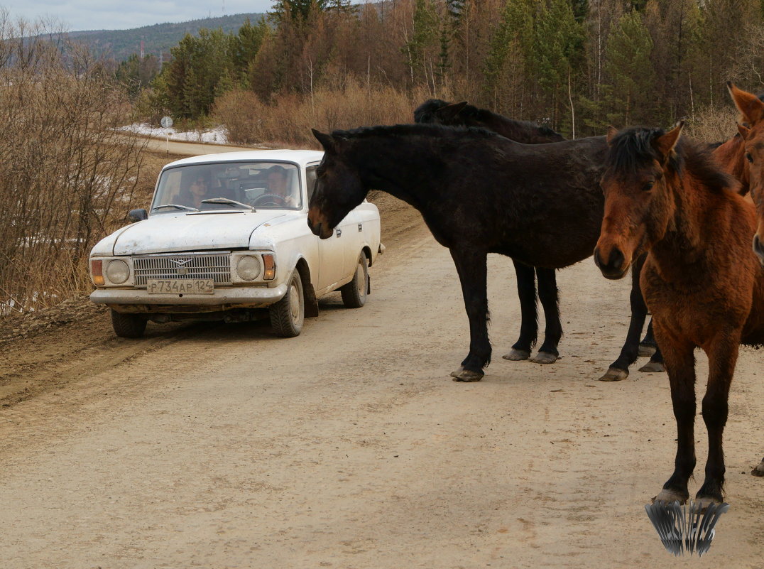Лошади и лошадиные силы - Сергей Шаврин