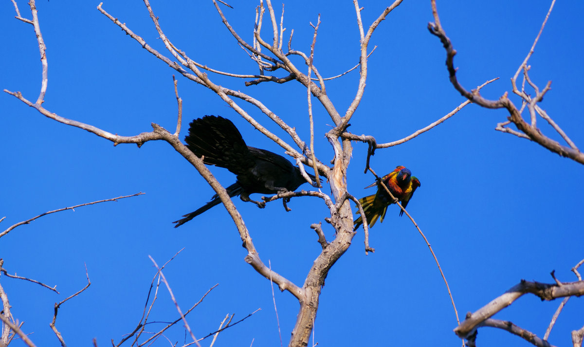 Birds - Maryana Chistol