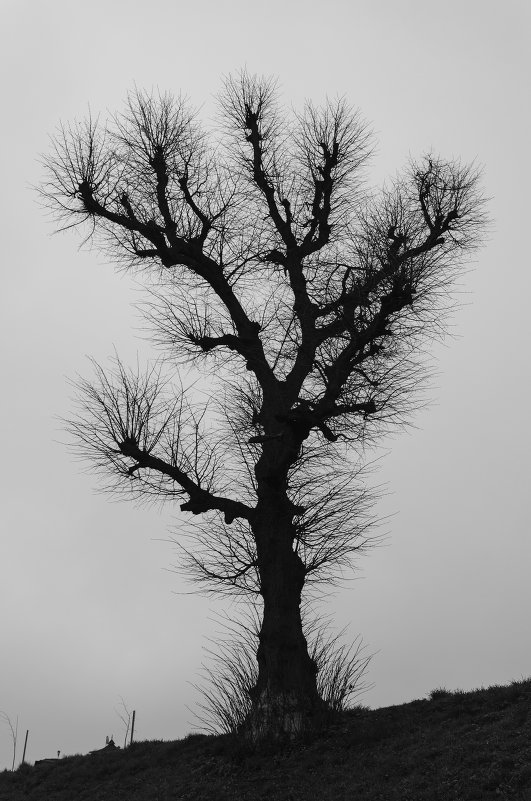 Дерево-кактус - Виктория Вишневецкая