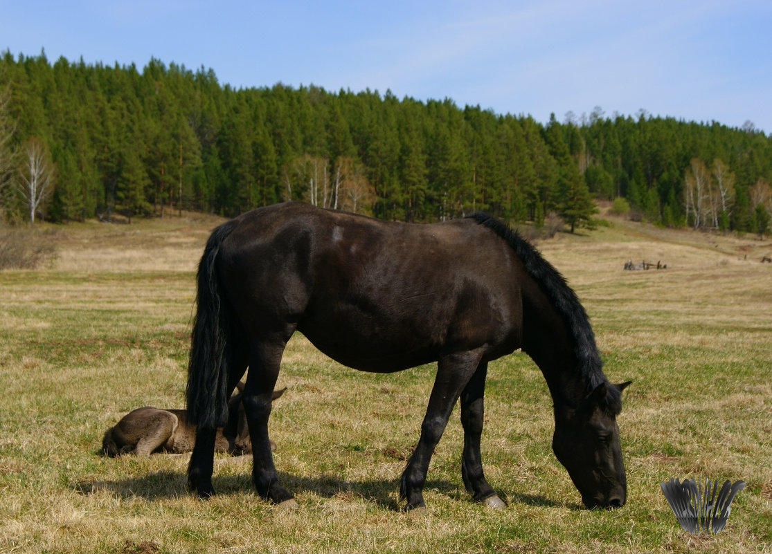 black horse - Сергей Шаврин