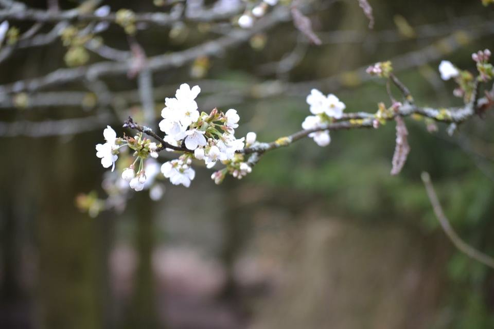 Spring blossom - Виктория 