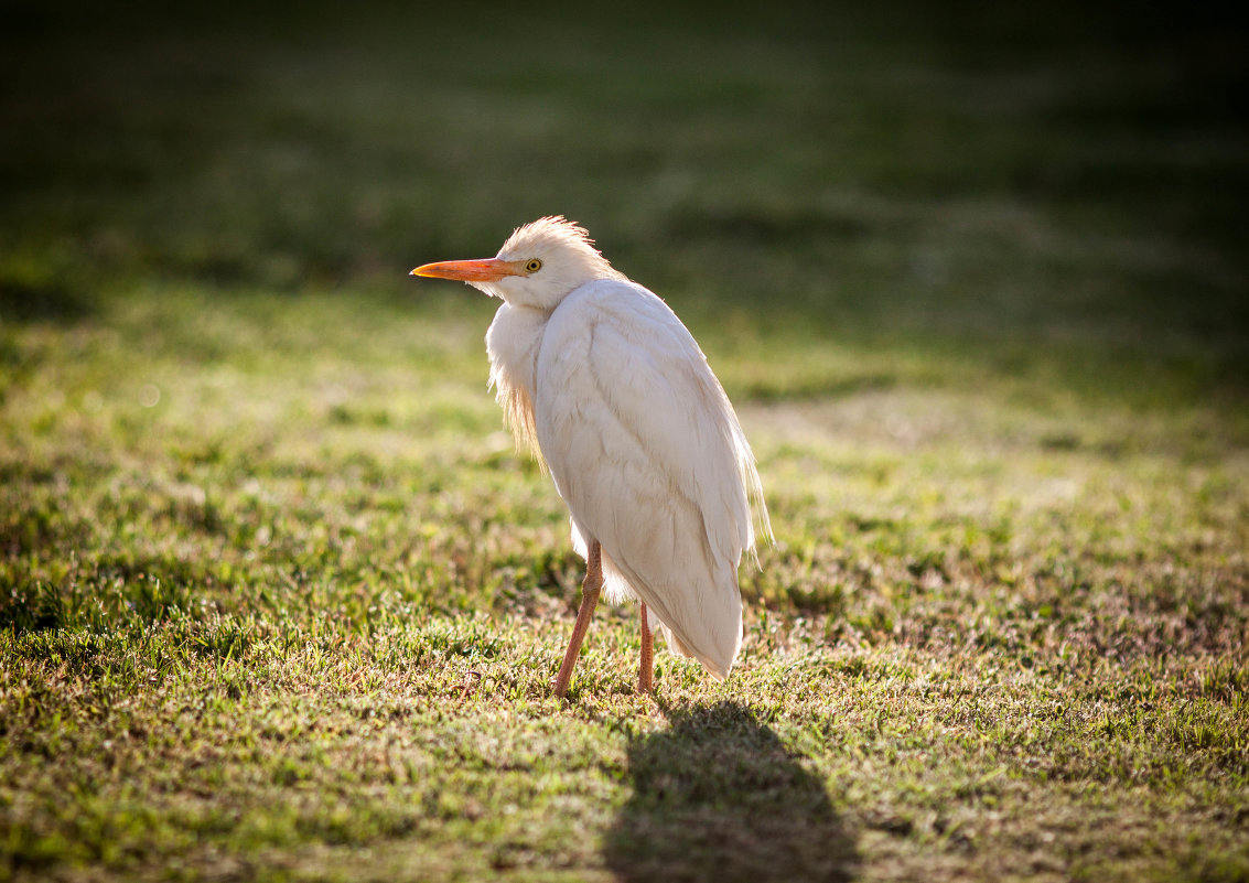 Bird - SteFFun Glenton