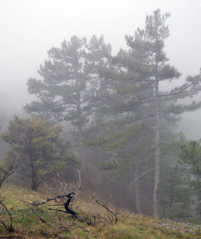 Туман в горах - LENUR Djalalov