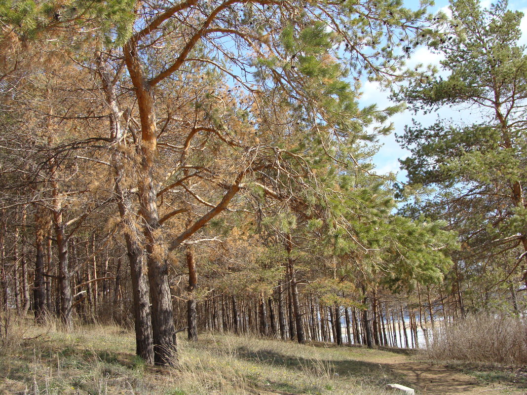 на берегу Волги... весенний лес... - Наталья Меркулова