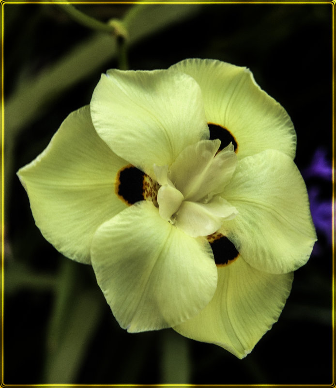 Орхидея - susanna vasershtein