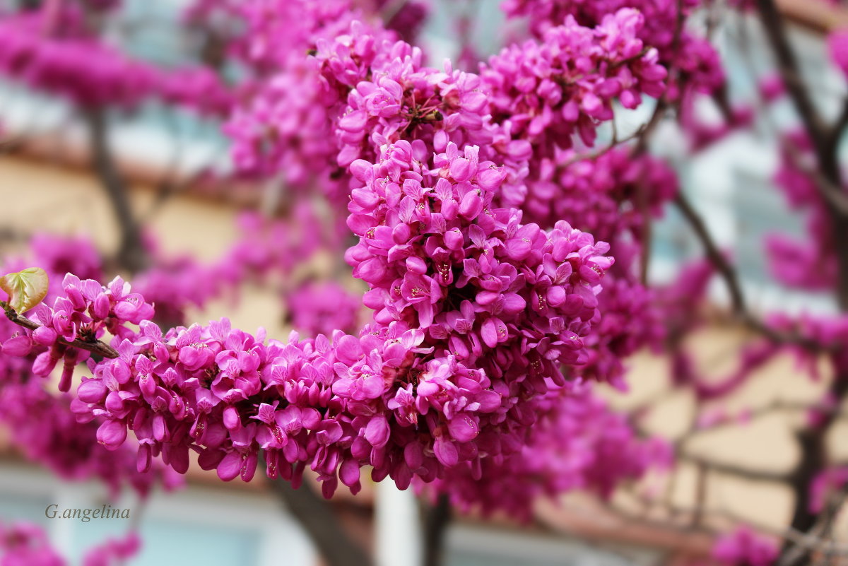 Baktaegi tree flowers - ангелина гончарук