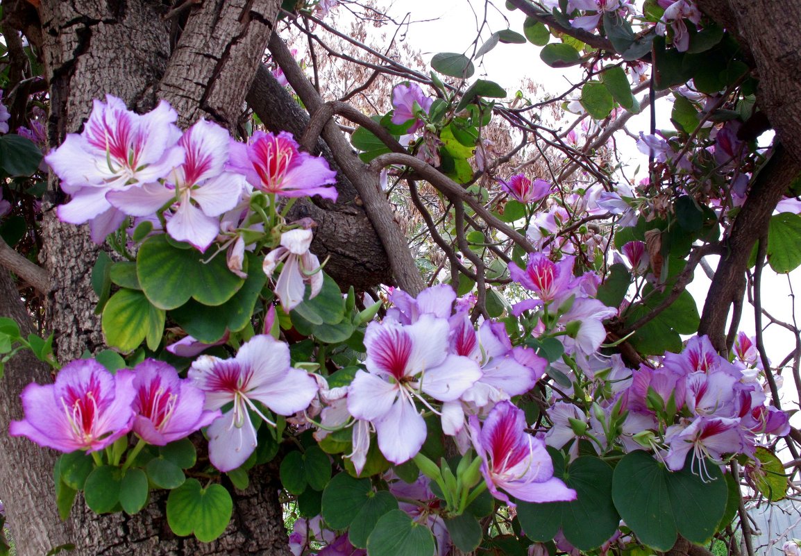 Цветение орхидного дерева(Баухиния) - Nelly Lipkin