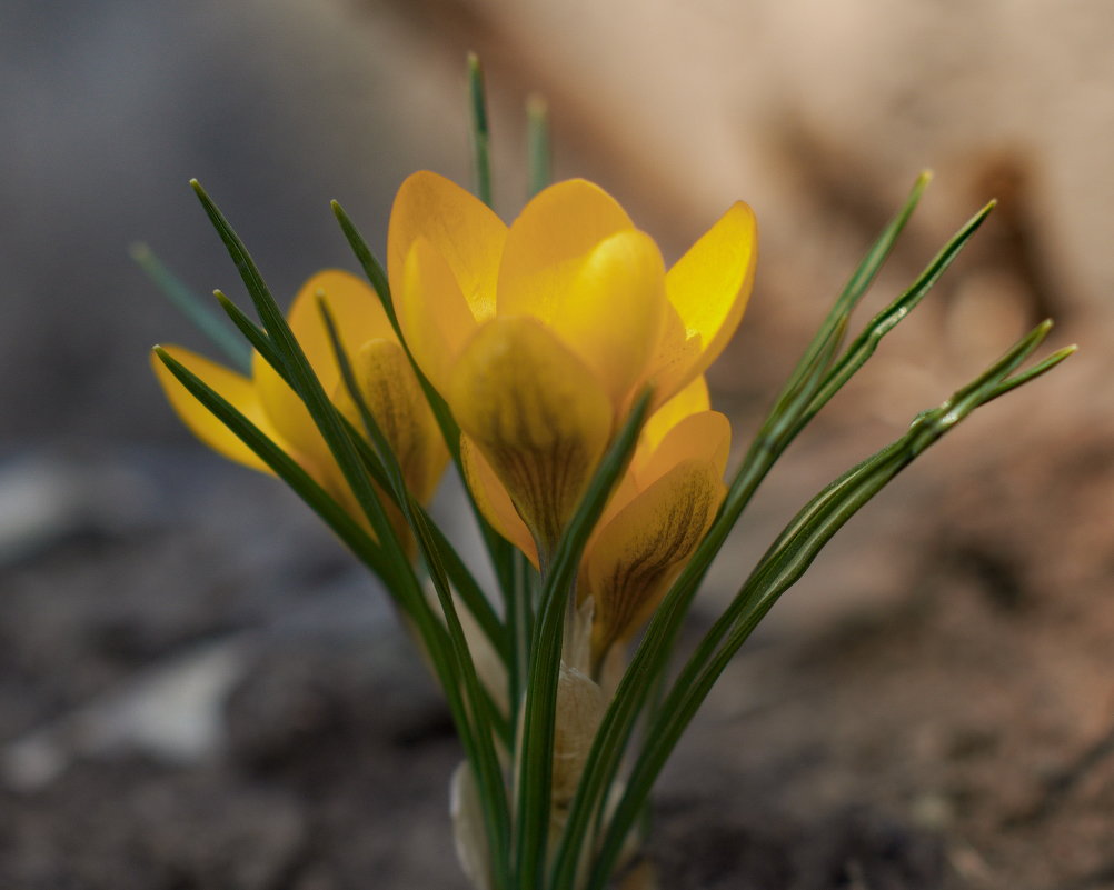 цветы весны - gribushko грибушко Николай