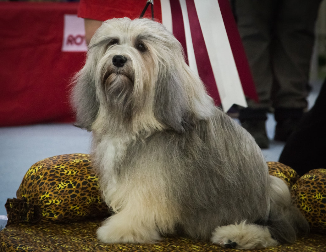 Чемпион "Best in show" - Наталья Филипсен