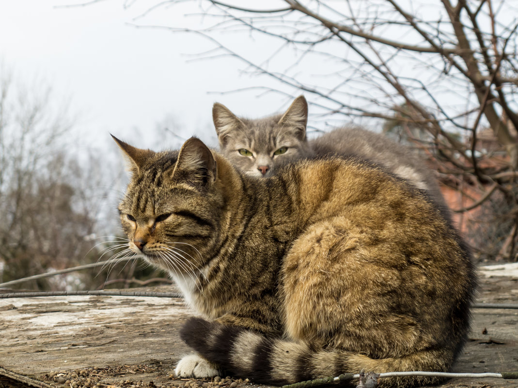 Котики.. - Алексей Сараев