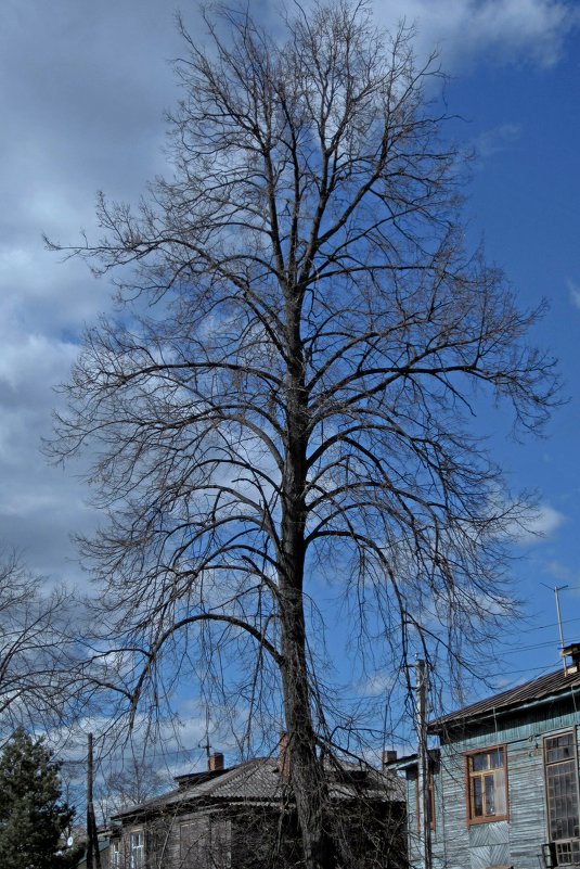 Необычное дерево - Павел Зюзин