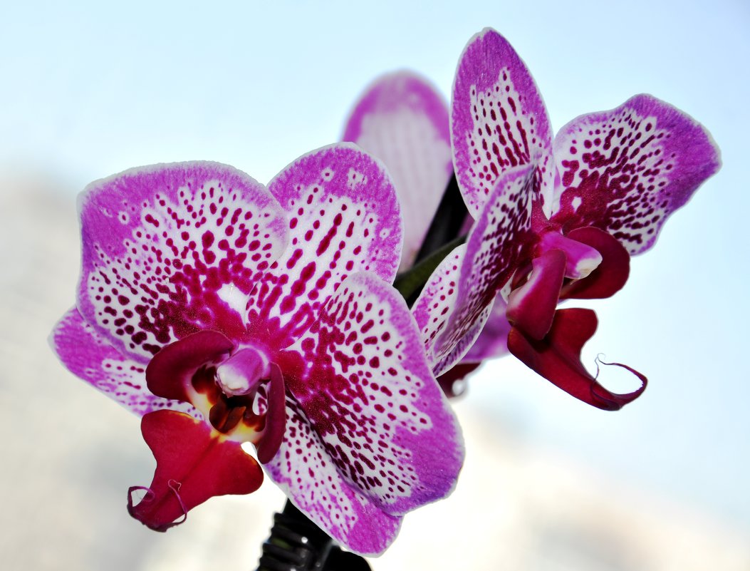 орхидея - Вероника Подрезова
