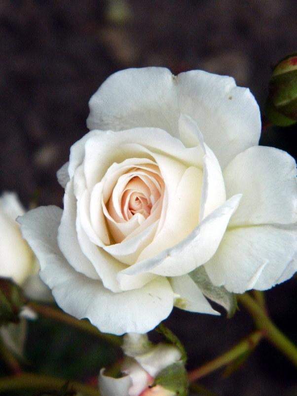 Белая роза - Vladimir Orehov